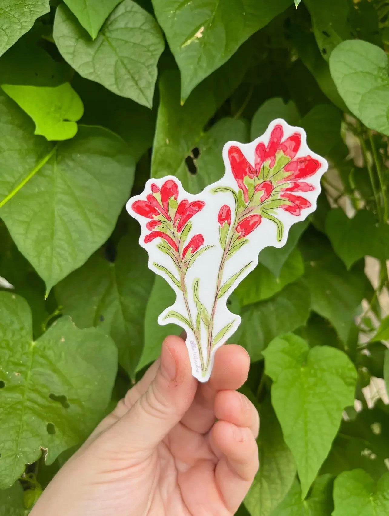 Indian Paintbrush Flower Watercolor 4" Vinyl Sticker