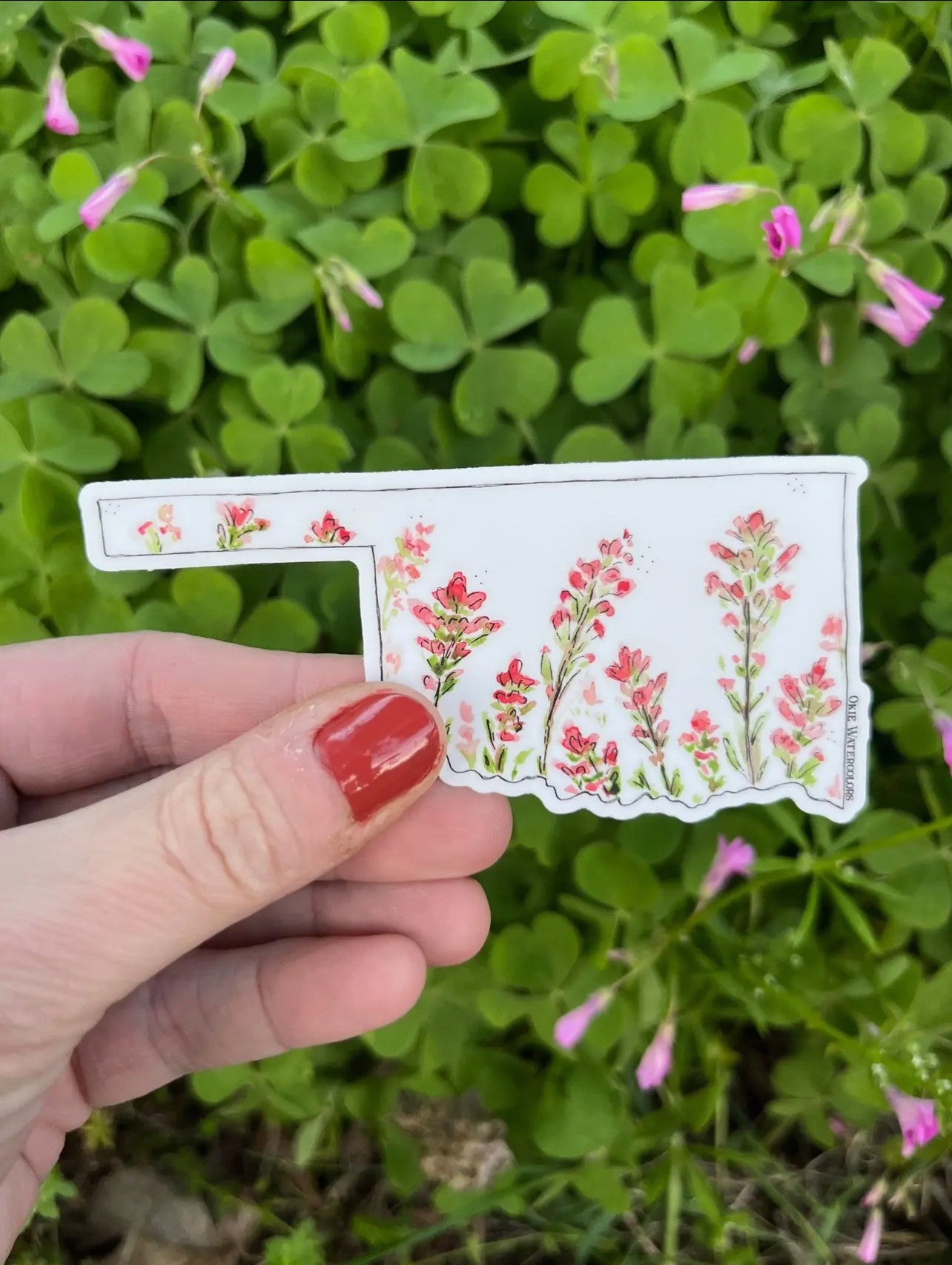 Oklahoma State Indian Paintbrush Watercolor 4" Vinyl Sticker